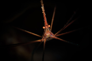 Yellowline Arrow Crab (Stenorhyncus seticornis) on the reef in Bonaire, Netherlands Antilles