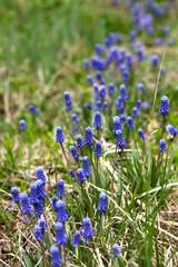 Hyacinth muscari - spring flowers. Growing up on a green grass background.