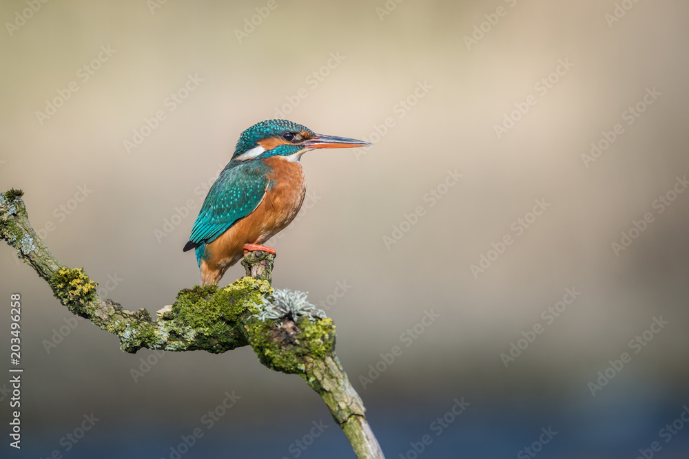 Poster a profile portrait of a female kingfisher sitting on a lichen covered branch looking to the right wi