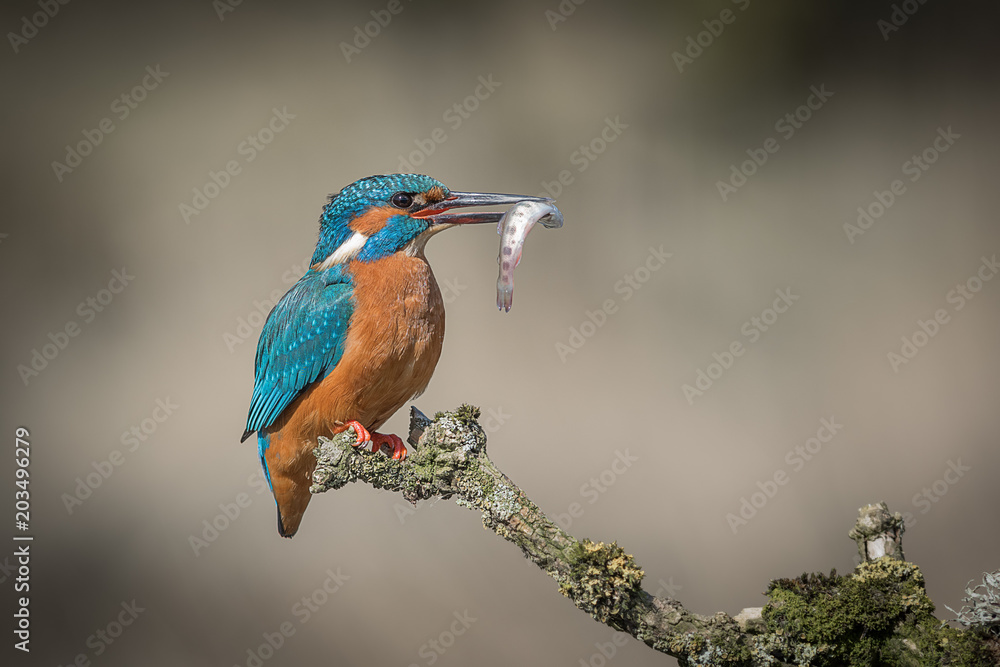 Poster a profile portrait of a female kingfisher sitting on a lichen covered branch with a small fish held 