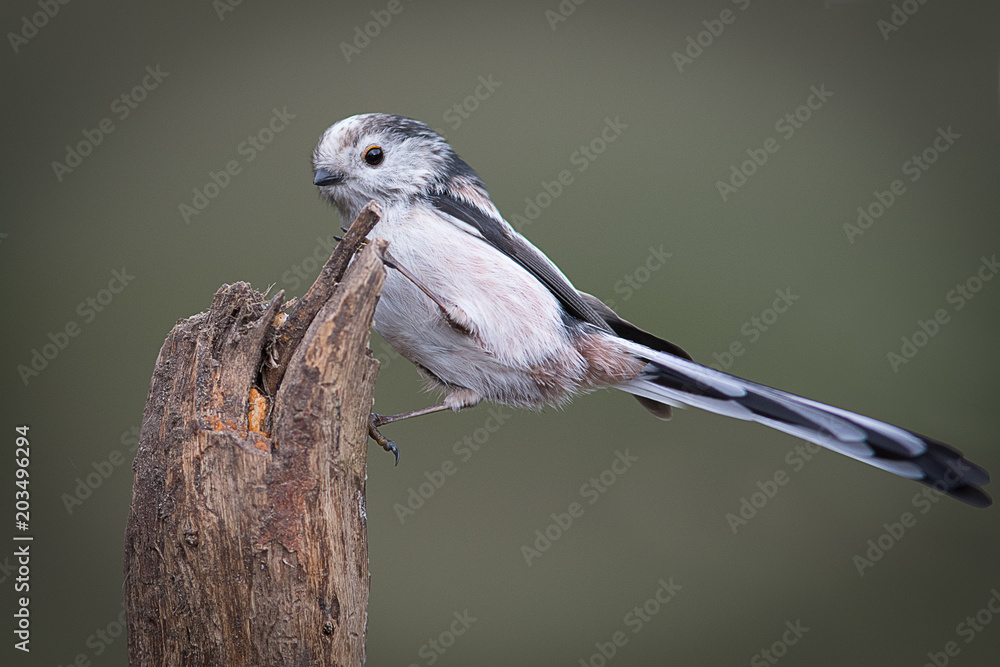 Aufkleber A close up portrait of a small long tailed tit perched on top of a tree stump showing the full tail and facing to the left with space for text