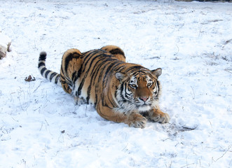 The Amur tiger on snow