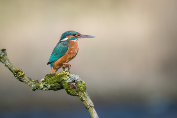 A profile portrait of a female kingfisher sitting on a lichen covered branch looking to the right with space for text