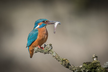 A profile portrait of a female kingfisher sitting on a lichen covered branch with a small fish held in her beak and looking to the right with space for text