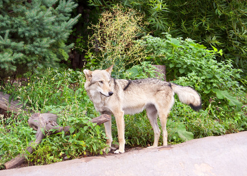 Wolf