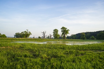 Dęby w Rogalinie © Piotr Szpakowski