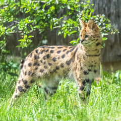 Naklejka na ściany i meble serval, leptailurus serval, beautiful animal standing in the forest 