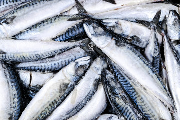 Obraz premium Frozen mackerel. Frozen group of fish. iced atlantic fish. Mackerel. Mackerel pattern. Mackerel texture.