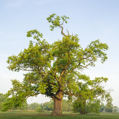 Stary Dąb szypułkowy w okolicy Rogalina © Piotr Szpakowski