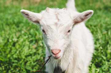 Young goat with horns eating a branch on a background of green grass