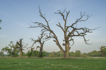 Dęby w Rogalinie © Piotr Szpakowski