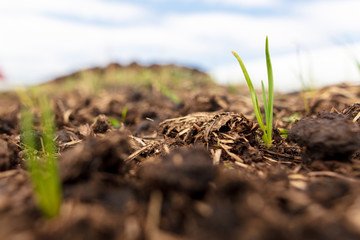 Sprout onion in the soil in the garden