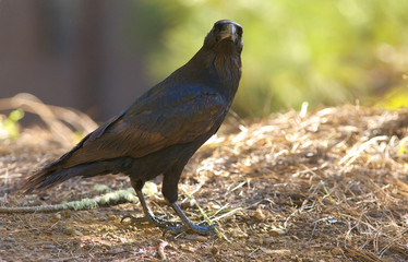 Detailed view of a black raven