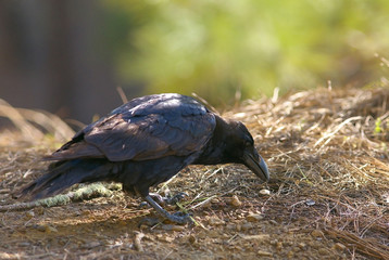 Detailed view of a black raven