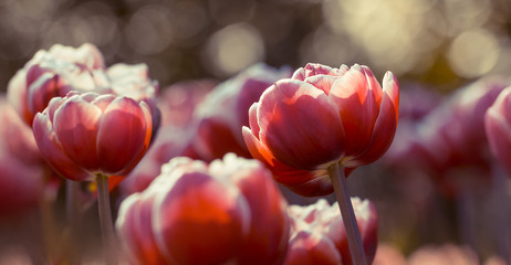 Gefüllte rote Tulpen (Tulipa) im Feld