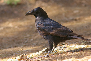 Detailed view of a black raven