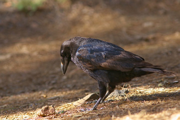 Detailed view of a black raven