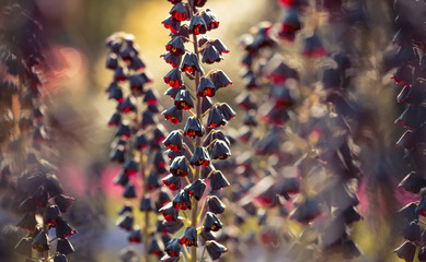 Garten Impressionen - Rote Blüten der Persische Kaiserkrone (Fritillaria persica)