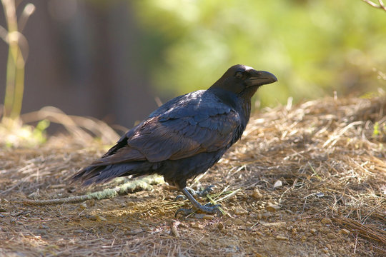 Detailed view of a black raven