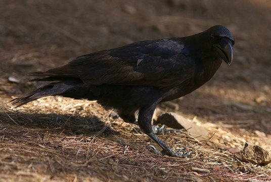 Detailed view of a black raven