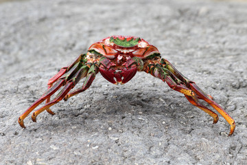 TIERE_5125_rote_Klippenkrabbe