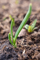Sprout onion in the soil in the garden