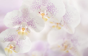 Weiße Orchideen (Orchidaceae) mit rosa Punkten