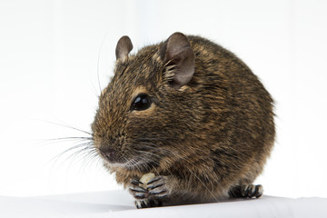 rodent degu eats the nut on white background