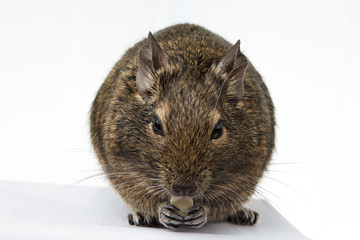 rodent degu eats the nut on white background