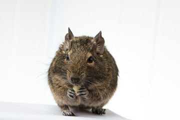rodent degu eats the nut on white background