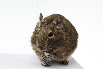 rodent degu eats the nut on white background