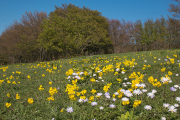 Prato di montagna in primavera con fiori selvatici