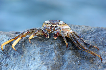 TIERE_5309_rote_Klippenkrabbe