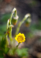 Flower of coltsfoot with buds on blurred background at spring