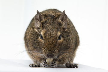 rodent degu eats the nut on white background