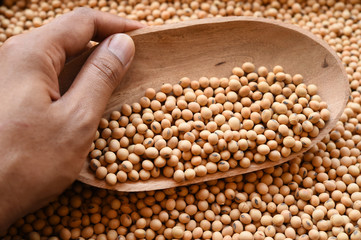 close up of soy bean for background