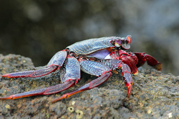 TIERE_5368_rote_Klippenkrabbe