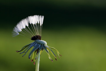 Common dandelion is a dandelion while spreading seeds