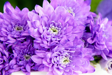 Purple flowers