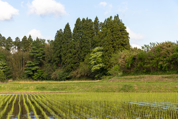 Fototapeta na wymiar Paddy landscape of Ichihara city, Chiba prefecture, Japan