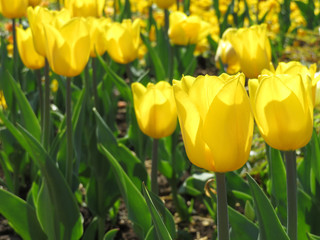 Beautiful yellow tulips. Flowers background