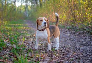 Naklejka na ściany i meble Beagle in the morning for a walk in the spring Park