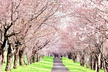 Photo sur Plexiglas Fleur de cerisier Tunnel de fleurs de cerisier