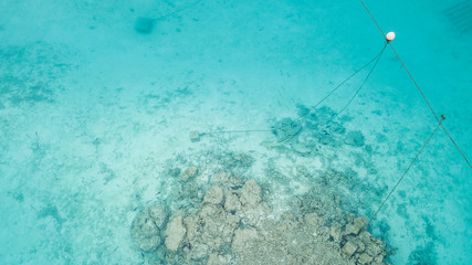 Aerial top view coral reef Maldives Island in Indian Ocean.