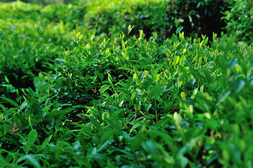 Growing green tea trees in spring mountains