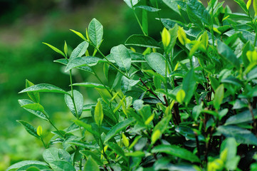 Growing green tea trees in spring mountains