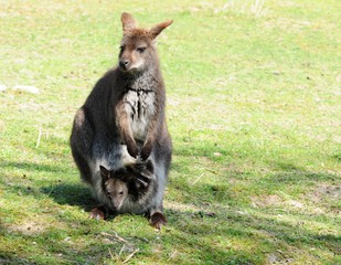 Känguru Beutel Junges
