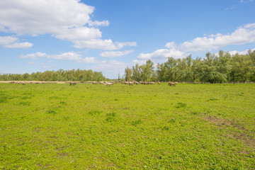 Feral horses in a field in sunlight in spring
