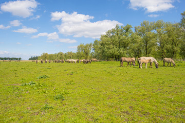 Fototapeta na wymiar Feral horses in a field in sunlight in spring 