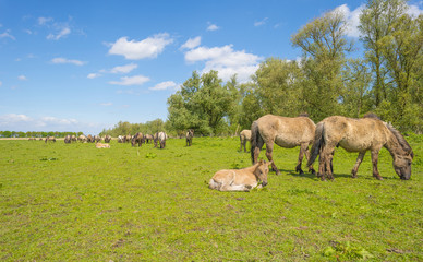 Feral horses in a field in sunlight in spring
